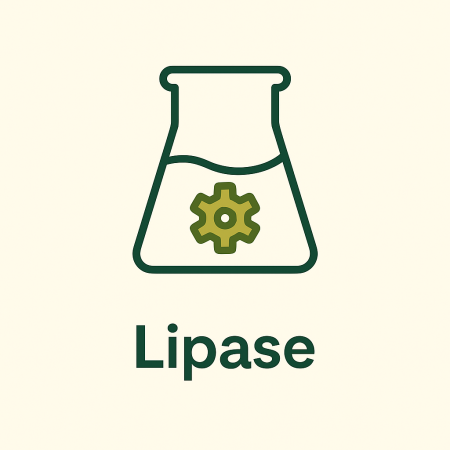 Lipase