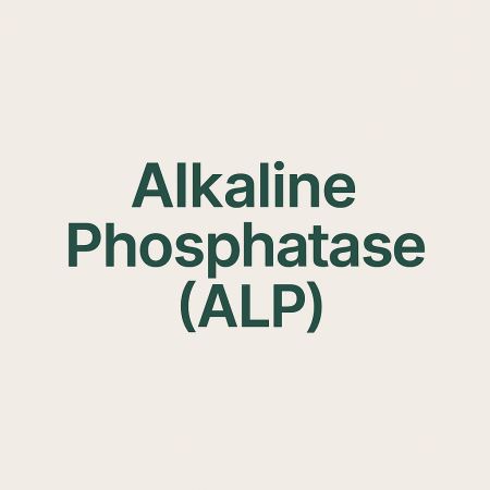Alkaline Phosphatase (ALP)
